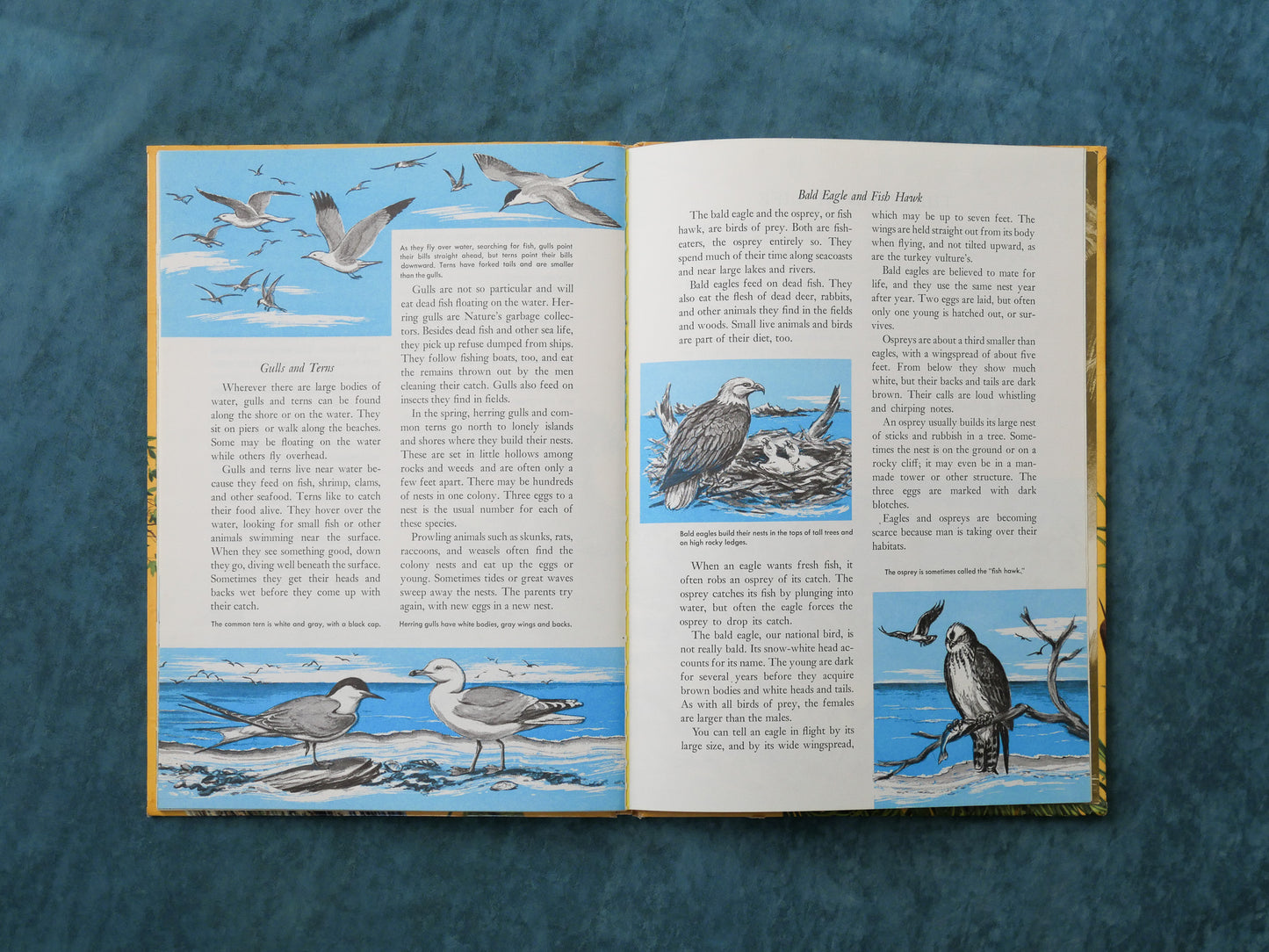 BIRDS, A Golden Exploring Earth Book