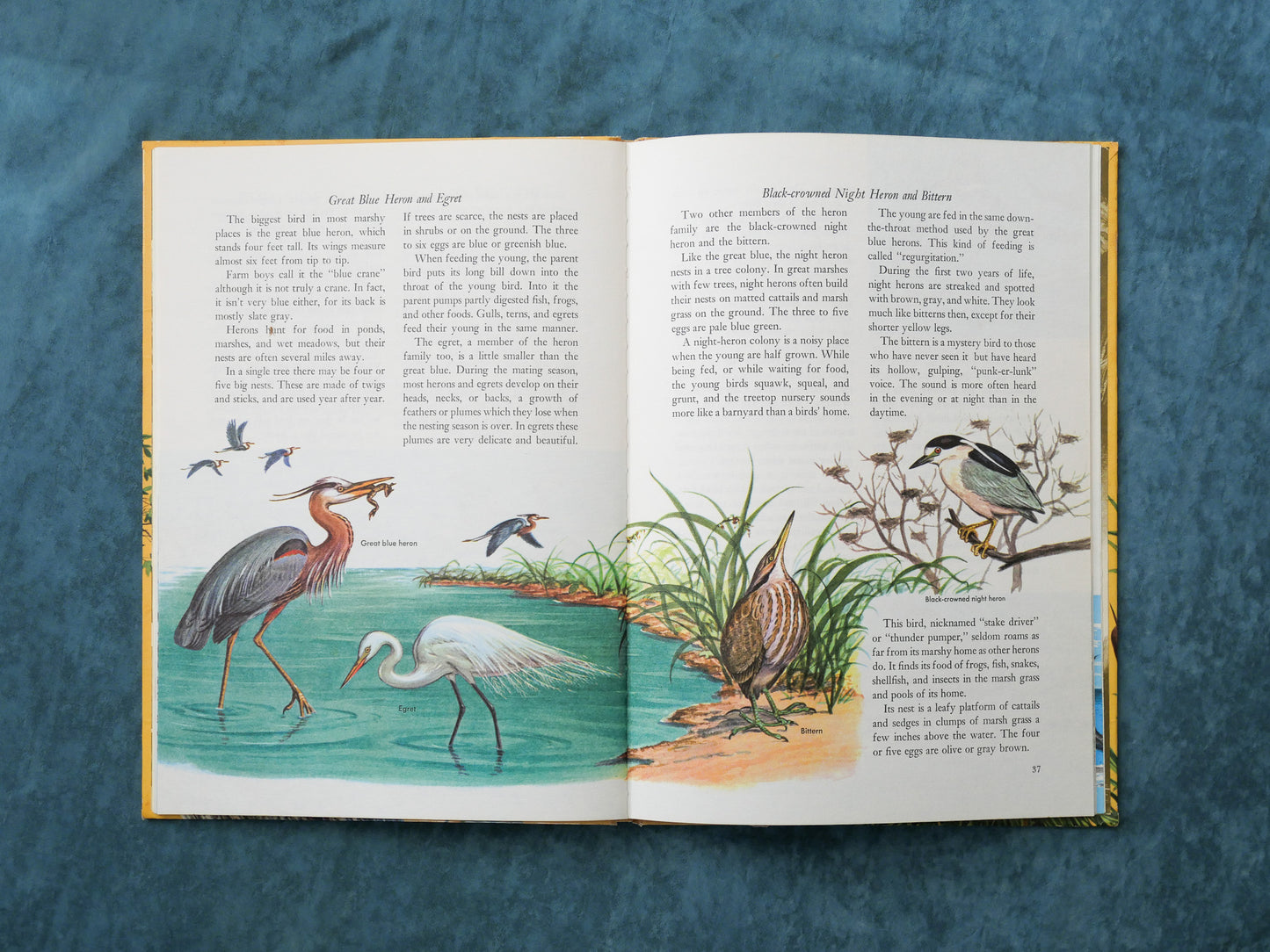 BIRDS, A Golden Exploring Earth Book